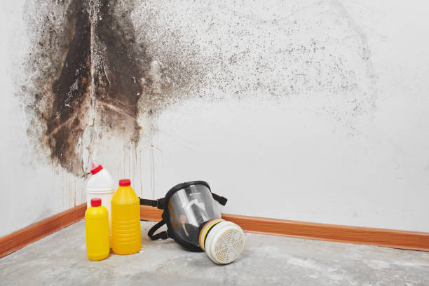 Mold Removal and Inspection in De Witt, NY