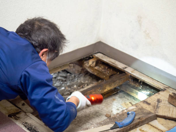 Best Residential Mold Removal  in De Witt, NY