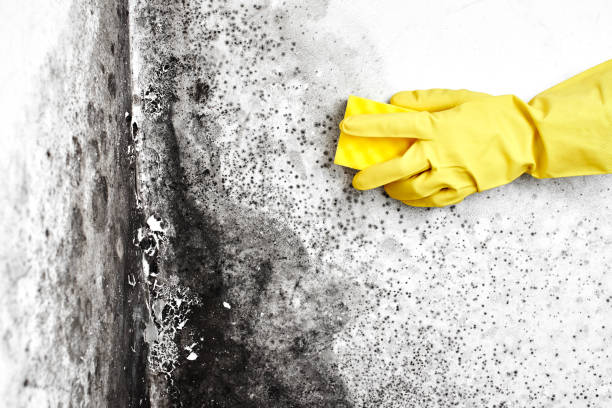 Best Mold Remediation  in De Witt, NY