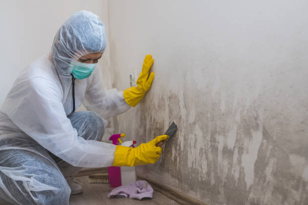Best Professional Mold Removal  in De Witt, NY