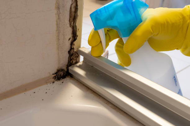 Best Mold Removal Company Near Me  in De Witt, NY