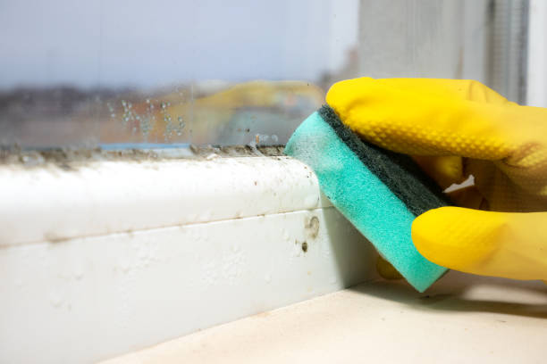 Best Mold Remediation Services  in De Witt, NY