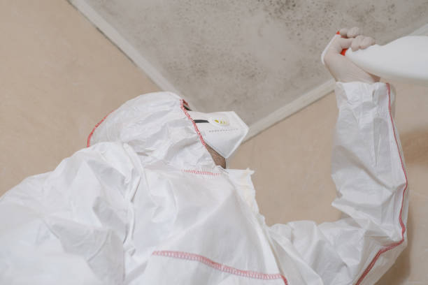 Best Mold Remediation Experts  in De Witt, NY