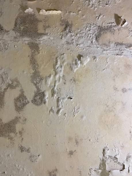 Best Mold Damage Repair  in De Witt, NY