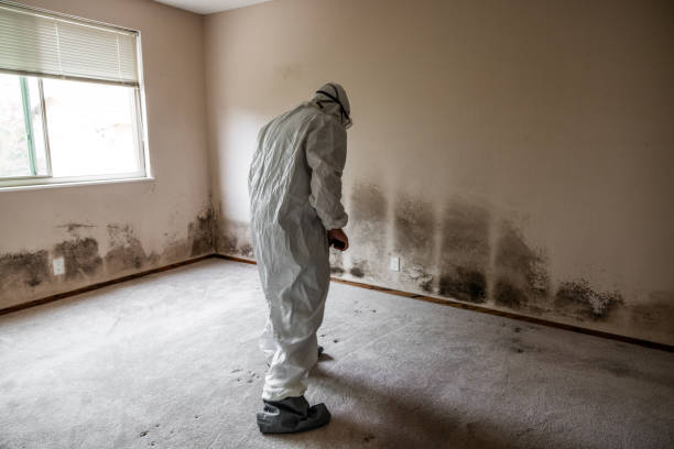Best Attic Mold Removal  in De Witt, NY