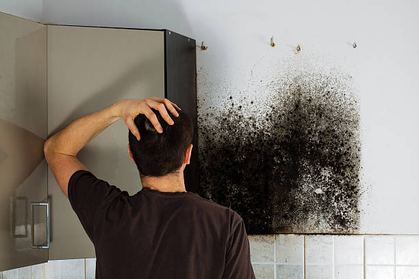 Best Mold Removal and Inspection  in De Witt, NY