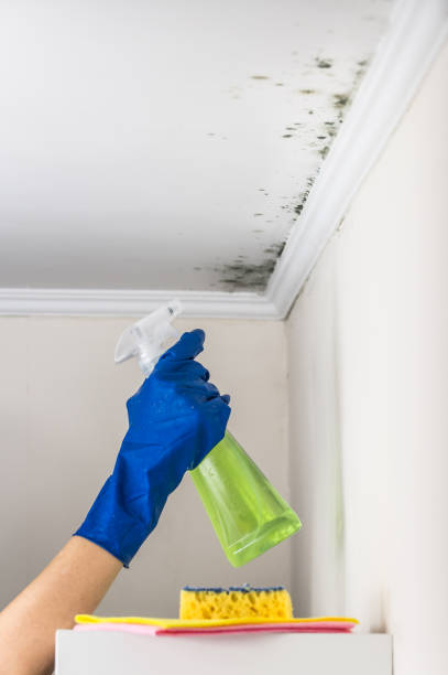 Best Commercial Mold Removal  in De Witt, NY